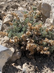 Penstemon thompsoniae