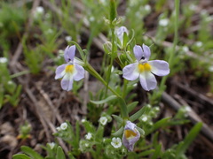 Porterella carnosula