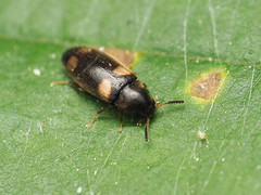 Spilotus quadripustulatus