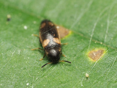 Spilotus quadripustulatus