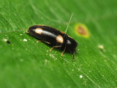 Spilotus quadripustulatus