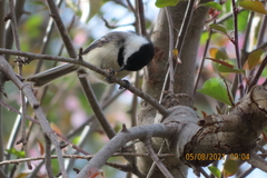 Poecile atricapillus