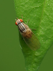 Poecilolycia