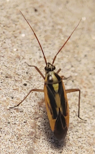 Two-spotted Grass Bug, photo 8 of 9