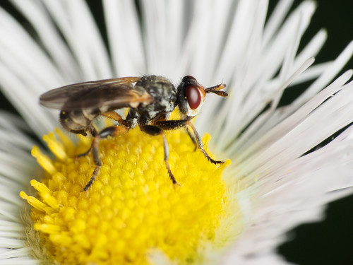 Thecophora occidensis