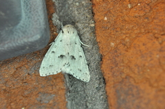 Acronicta vulpina
