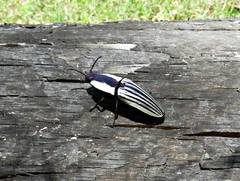 Chalcolepidius limbatus
