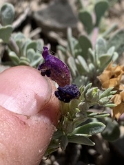 Penstemon thompsoniae