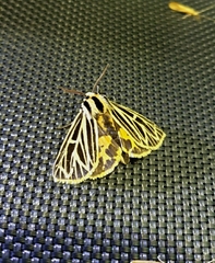 Apantesis virguncula