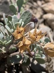 Penstemon thompsoniae