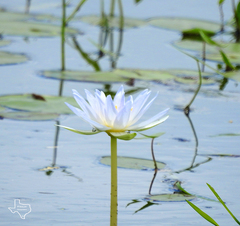 Nymphaea elegans