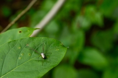 Leucauge