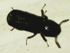 Xylobiops basilaris
