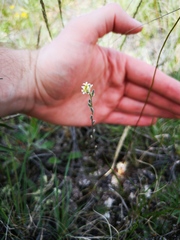 Draba yukonensis