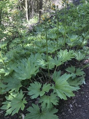 Cacaliopsis nardosmia