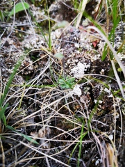 Draba yukonensis