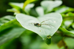 Leucauge