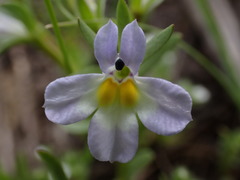 Porterella carnosula