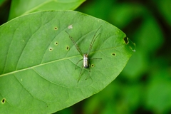 Leucauge