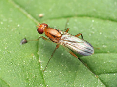 Clusia lateralis