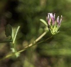 Trifolium oliganthum
