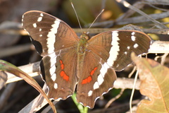 Anartia fatima