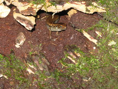 Silvascincus murrayi