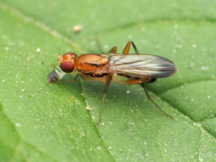 Clusia lateralis