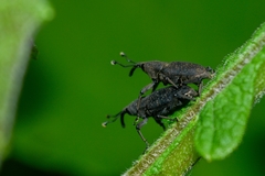 Rhodobaenus