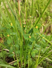 Euphorbia jenisseiensis