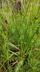 Euphorbia jenisseiensis