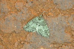 Hydriomena perfracta
