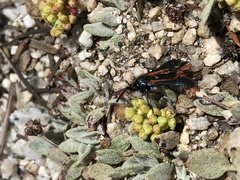 Synanthedon polygoni