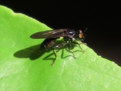 Eudioctria brevis