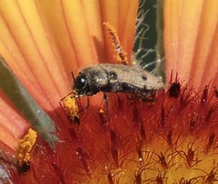 Acmaeodera immaculata