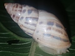 Drymaeus serperastrum