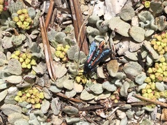 Synanthedon polygoni