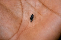 Rhodobaenus