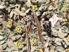 Synanthedon polygoni