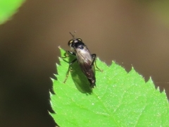 Eudioctria brevis