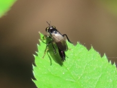 Eudioctria brevis