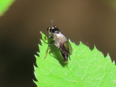 Eudioctria brevis