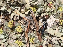 Synanthedon polygoni