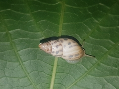 Drymaeus serperastrum