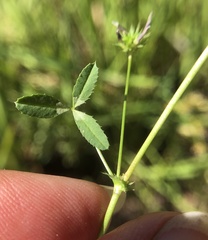 Trifolium oliganthum