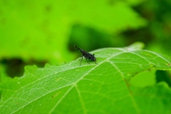 Rhodobaenus