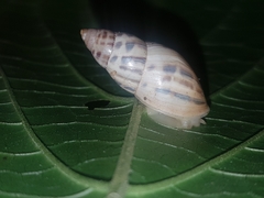 Drymaeus serperastrum