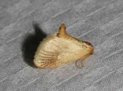 Tortricidia testacea