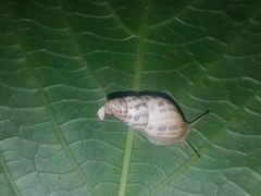 Drymaeus serperastrum