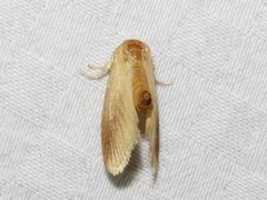 Tortricidia testacea
